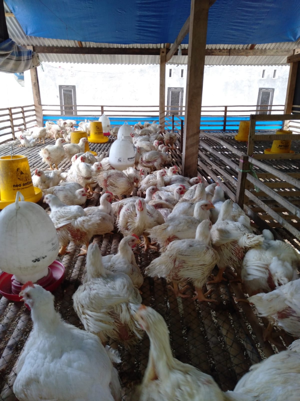 Jual ayam potong (SULTAN)